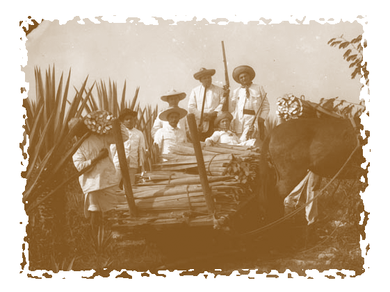 Campesinos yucatecos recolectando henequén.